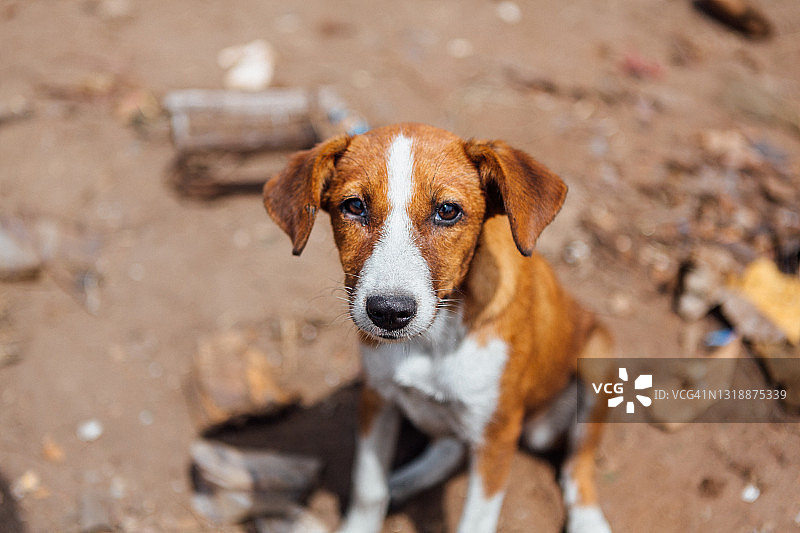 抬头看的棕白色混种流浪小狗图片素材