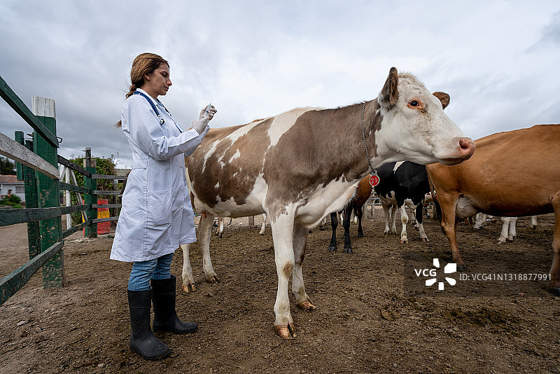 兽医在养牛场给奶牛接种疫苗图片素材
