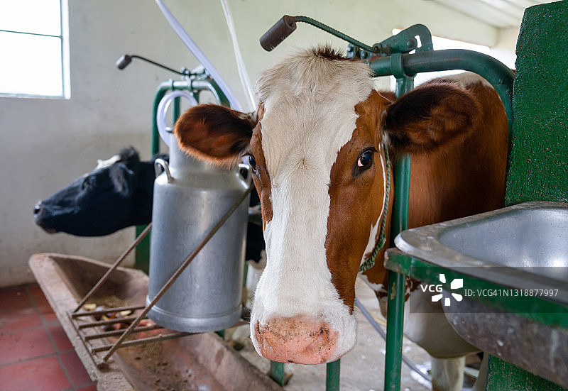 在奶牛场挤奶时吃东西的奶牛图片素材