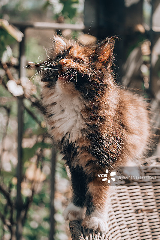 在椅子上平衡并向外喵喵叫的小猫图片素材