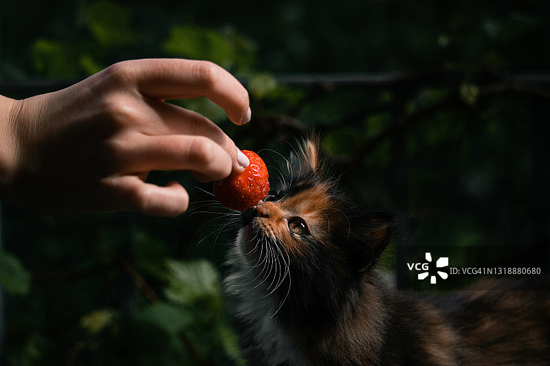 好奇的小猫闻草莓图片素材