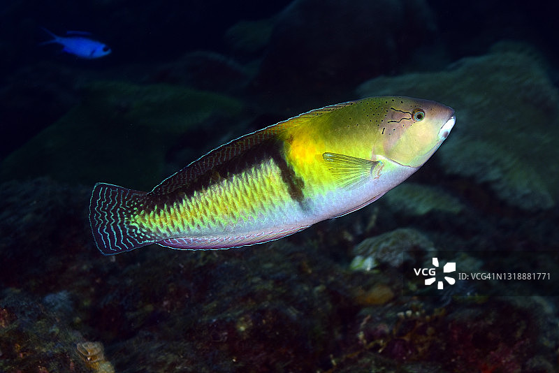 黄头濑鱼图片素材