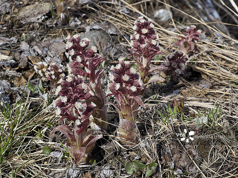 福尔马扎山谷中开花的蜂斗菜图片素材