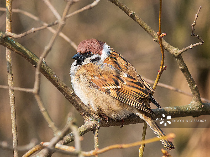 麻雀栖息在树枝上的特写图片素材