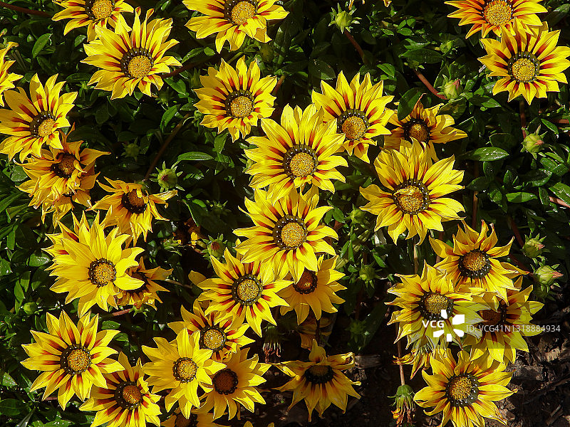 勋章菊图片素材