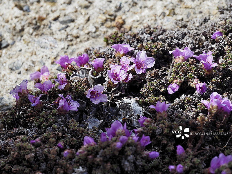 福尔马扎山谷盛开的紫色 Saxifrage图片素材