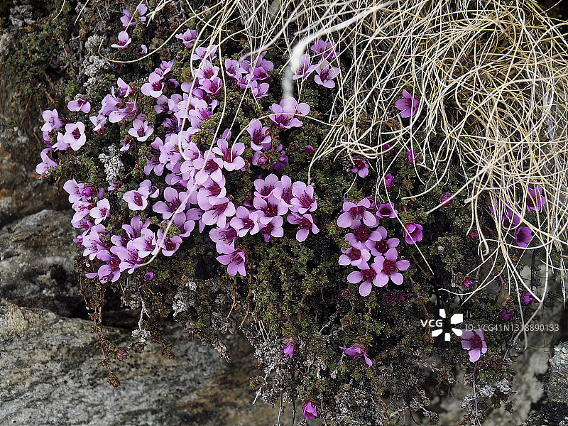 福尔马扎山谷盛开的紫色 Saxifrage图片素材