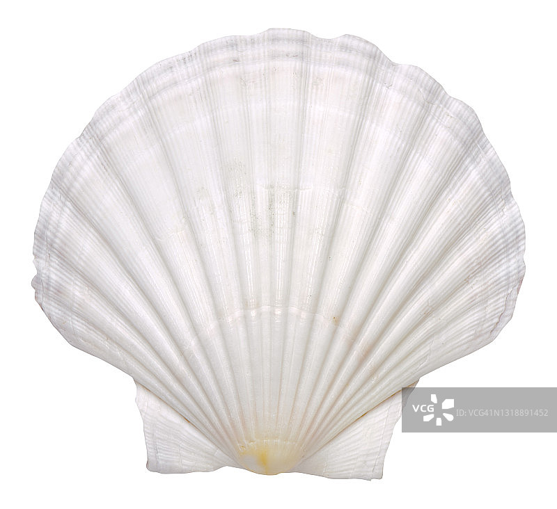白色背景上精美的独立海洋贝壳图片素材