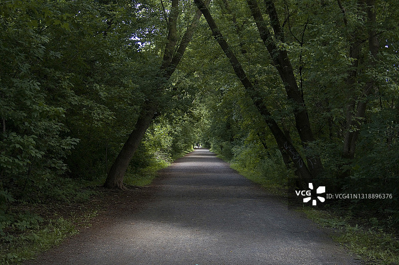 树下的泥土小路图片素材