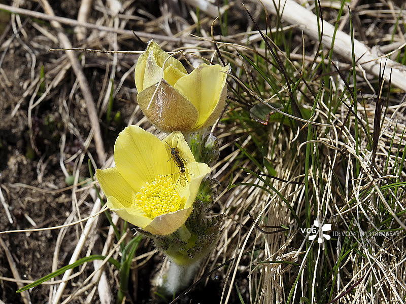 在福马扎山谷盛开的黄色春季白头翁图片素材