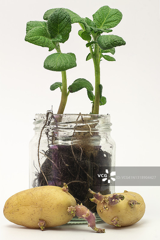 白色背景上的幼发芽马铃薯植株的茎和叶图片素材