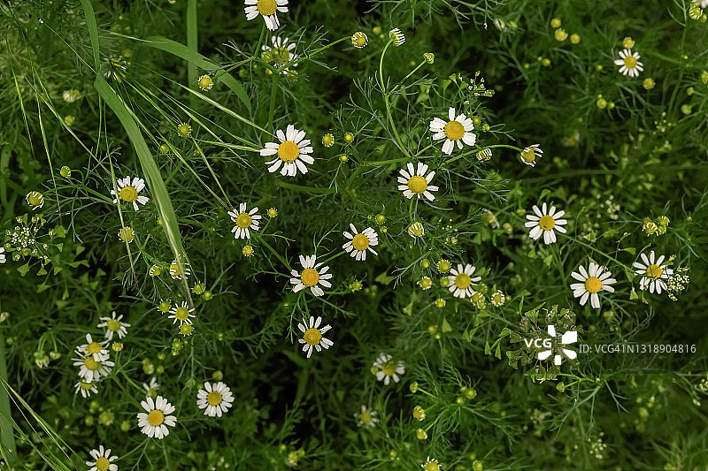 洋甘菊药房与花叶，顶视图图片素材