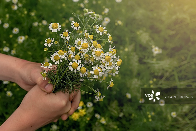 手中的一束药用甘菊。特写镜头。图片素材