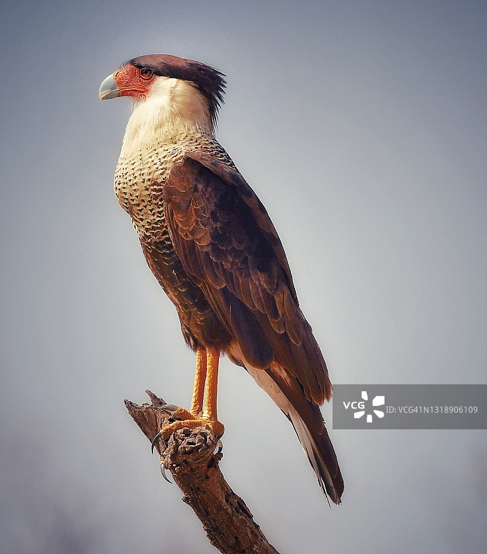 南德克萨斯州的凤头鸟图片素材