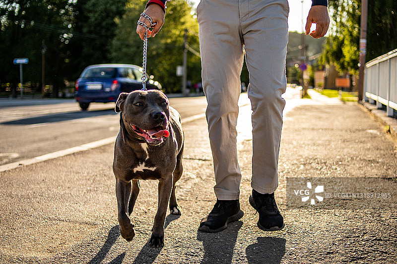 男人和他的斗牛犬在户外，平静可爱的狗图片素材
