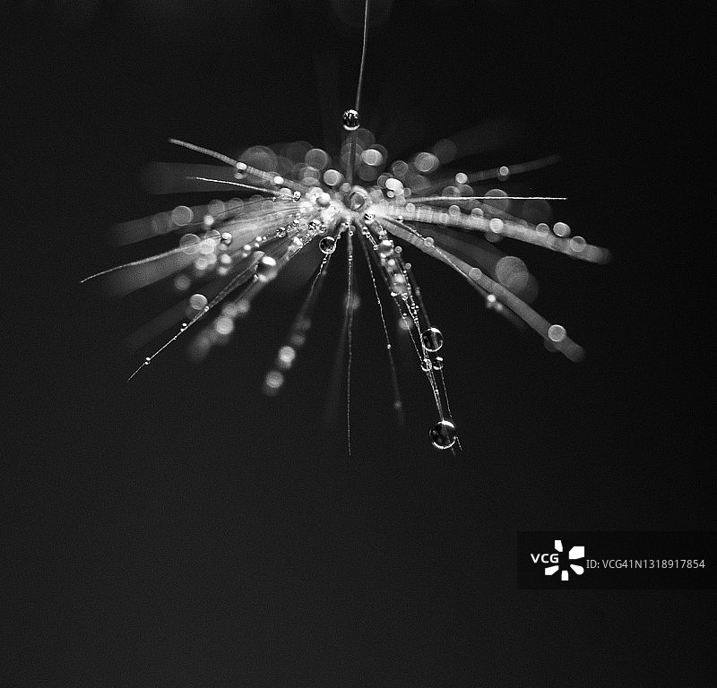 蒲公英种子上的黑白梦幻小水滴图片素材