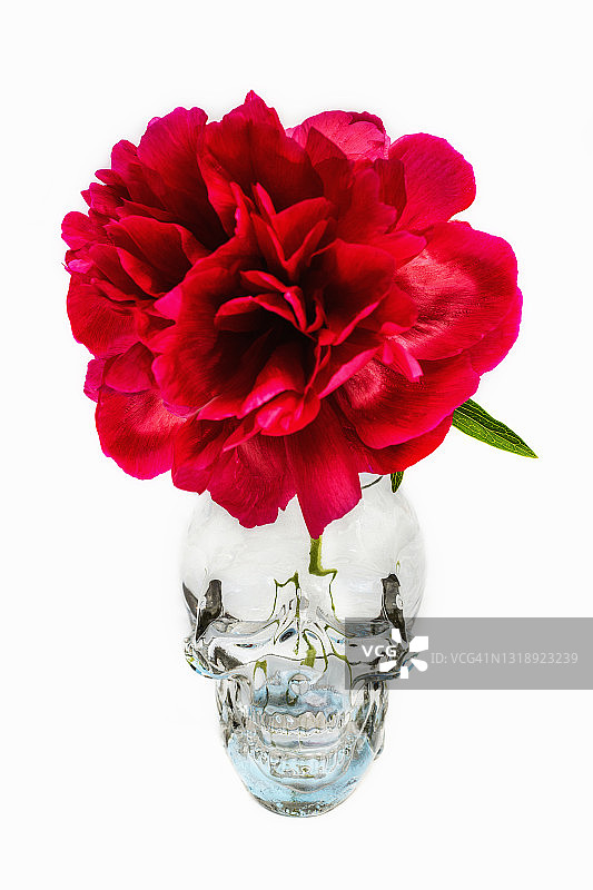 红色牡丹骷髅图片素材
