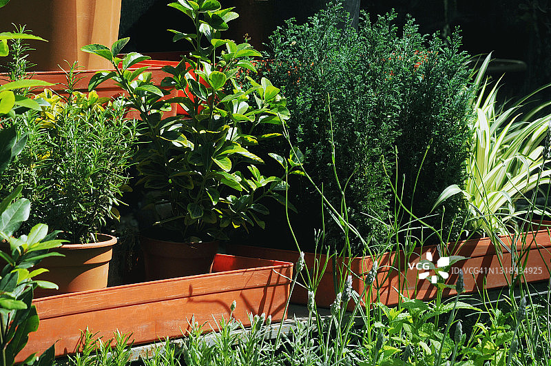 芳香草本图片素材