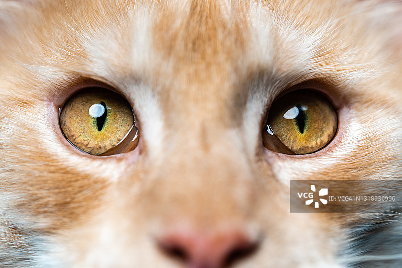 红色虎斑美国缅因猫看着镜头的特写肖像图片素材