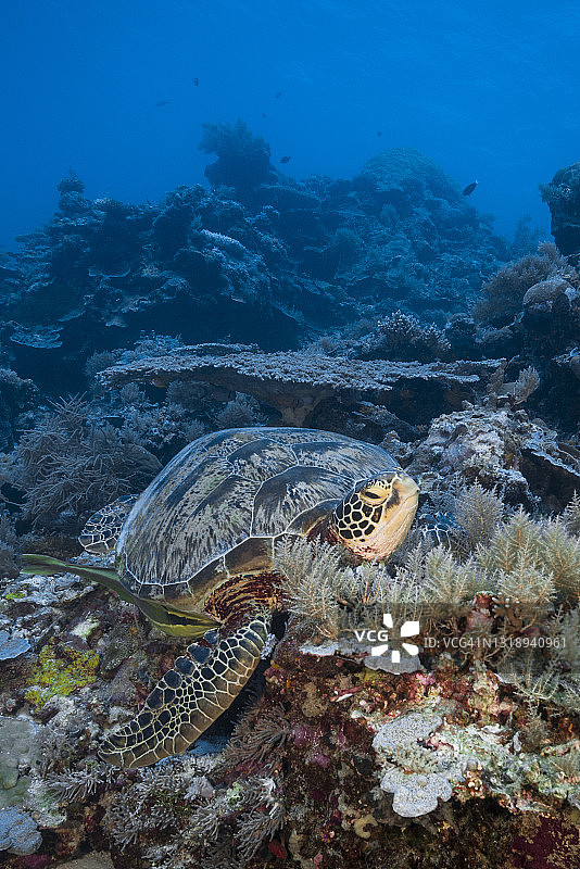 绿海龟 - 帕劳图片素材