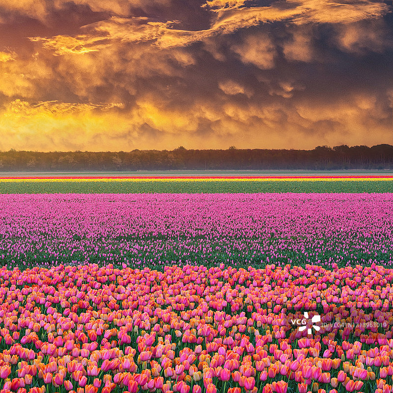 日落时分的郁金香花田图片素材