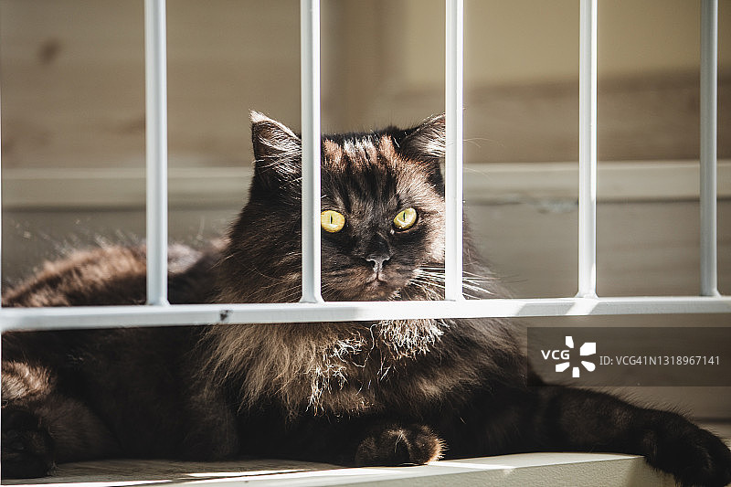 可爱的黑猫躺在台阶上沐浴阳光图片素材