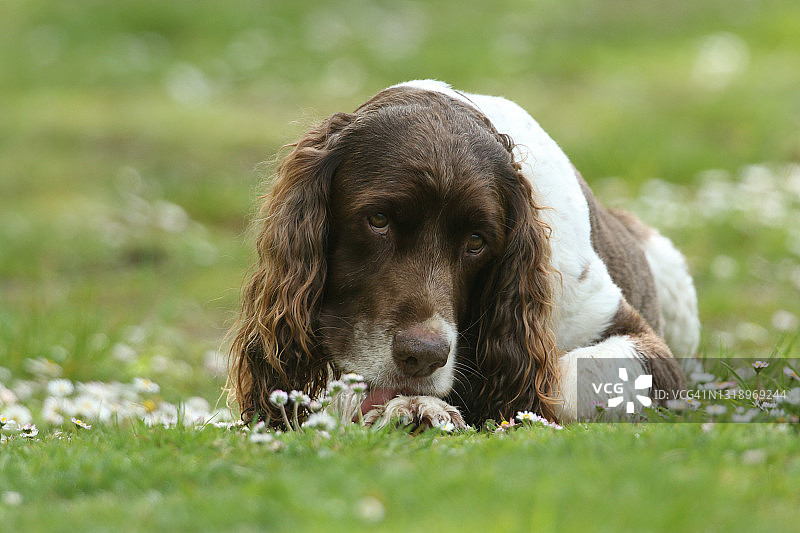 可爱的英国激飞猎犬躺在雏菊花丛中的田野里图片素材