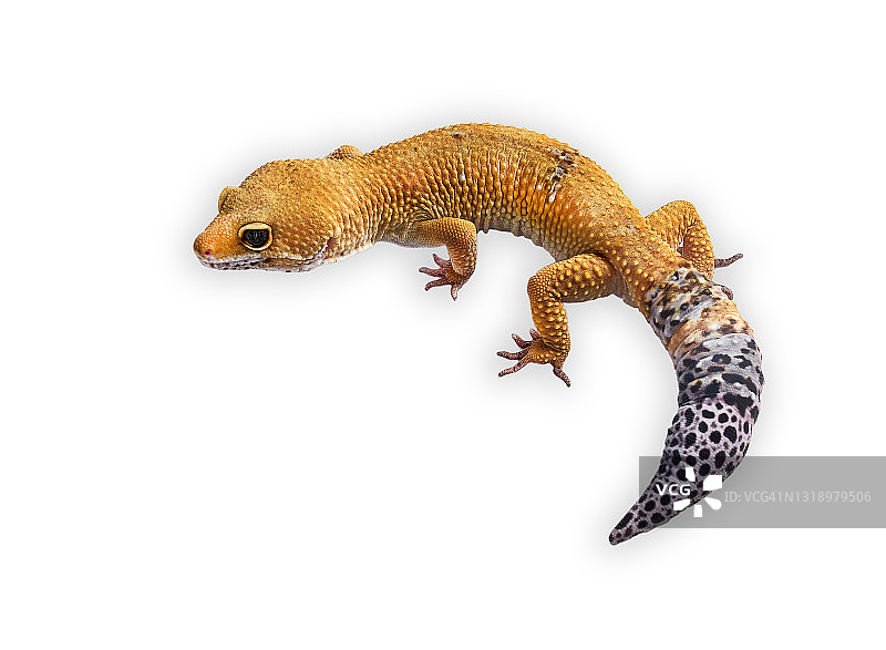 白色背景上的黄色豹纹守宫图片素材