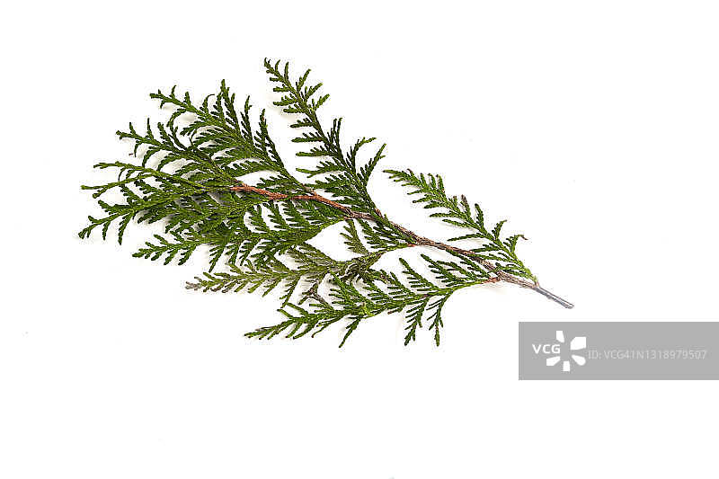白色背景下的独立香柏树枝图片素材