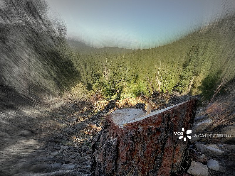 美国科罗拉多州的树木修剪，树干图片素材