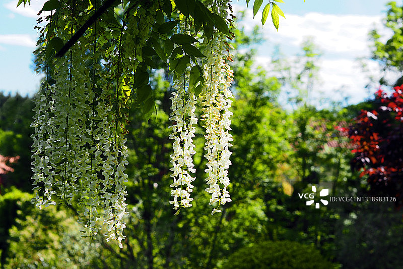 意大利花园中的白色紫藤花图片素材