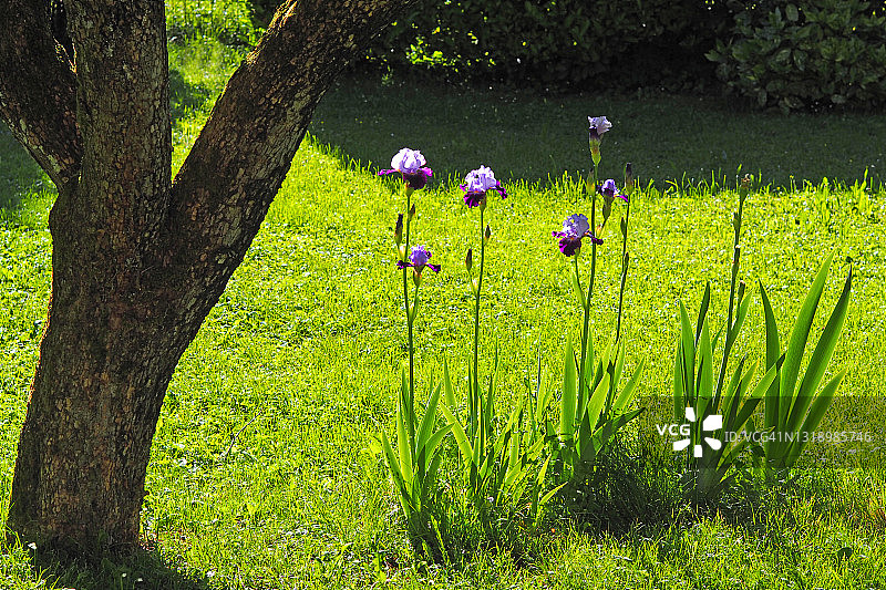 意大利花园，盛开着紫色鸢尾花图片素材