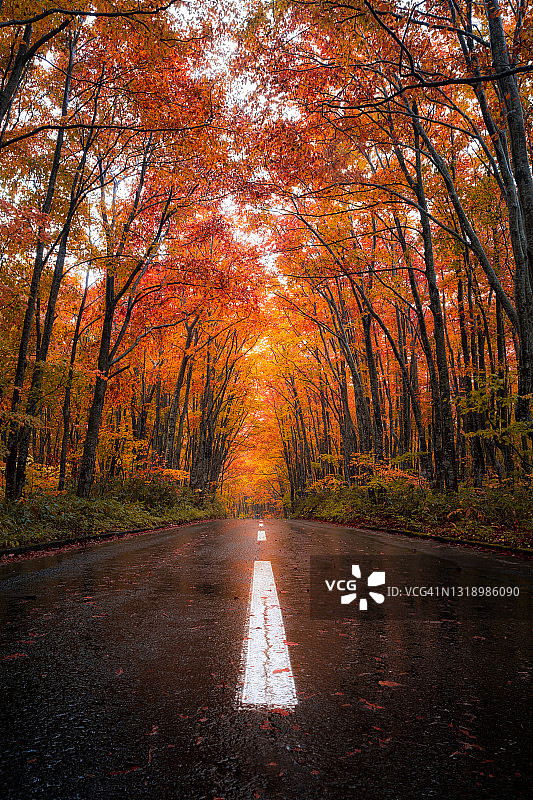 秋季日本八甲田黄金线，被红色秋叶覆盖的道路图片素材