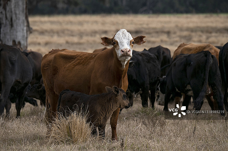 一群肉牛图片素材