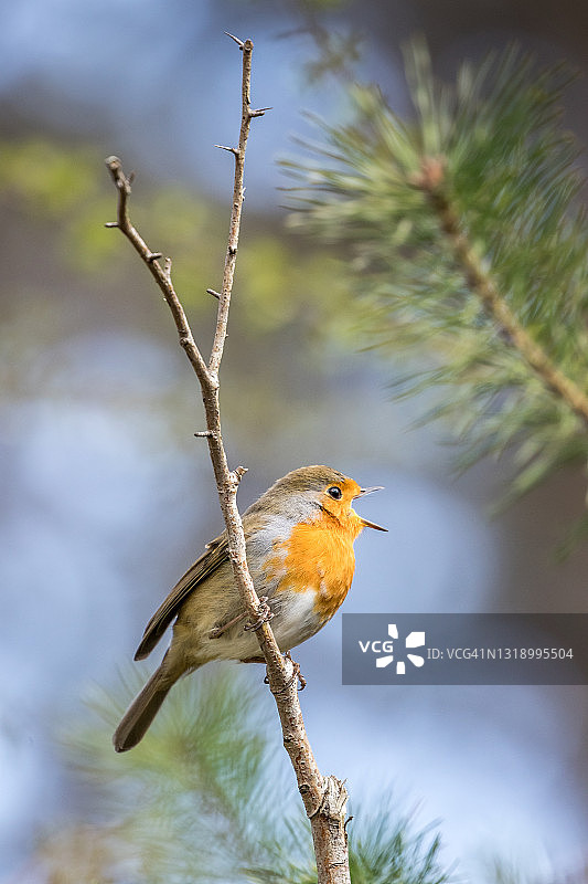 歌唱的欧洲知更鸟图片素材