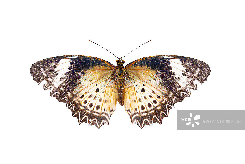 白色背景上的黄红色天然蝴蝶图片素材