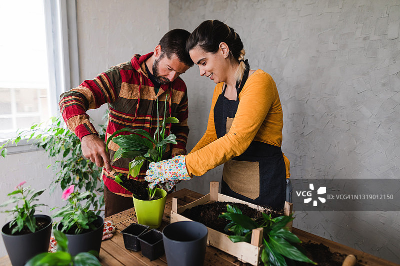 情侣一起种植盆栽图片素材