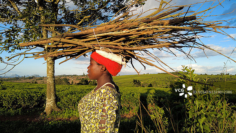 茶园旁头顶木柴捆的年轻非洲女人侧面图片素材