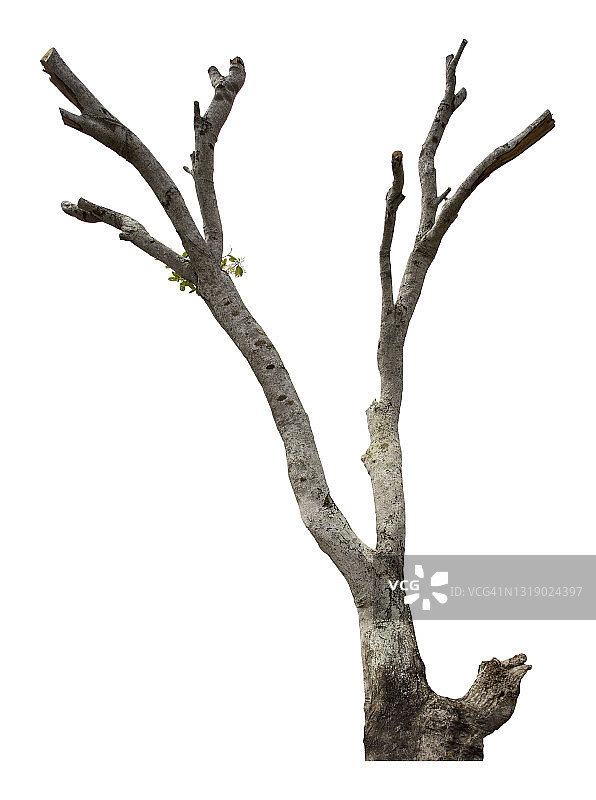 白色背景下的裸树图片素材