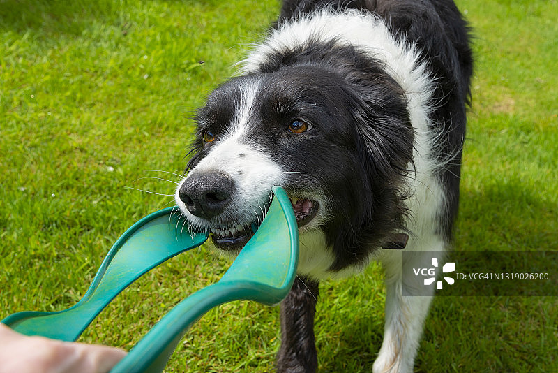 边境牧羊犬玩绿色飞盘图片素材