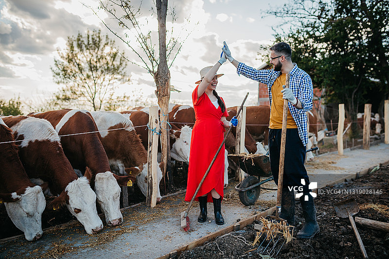用干草喂牛图片素材