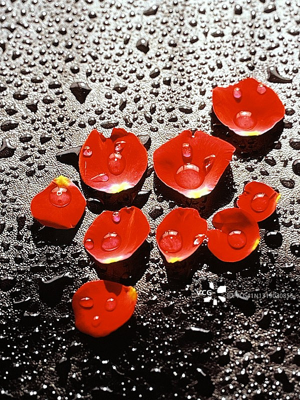 沾满水滴的玫瑰花瓣创意设计图片素材