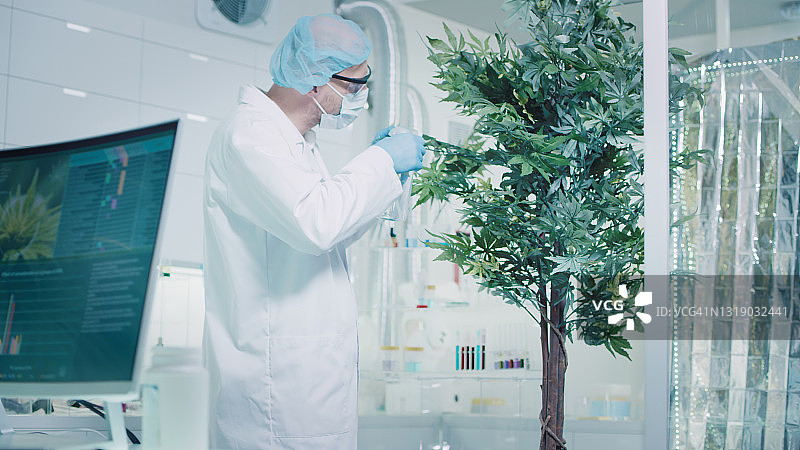 在后台测试医用大麻的科学家。计算机屏幕上的图表和模型。现代实验室内部图片素材
