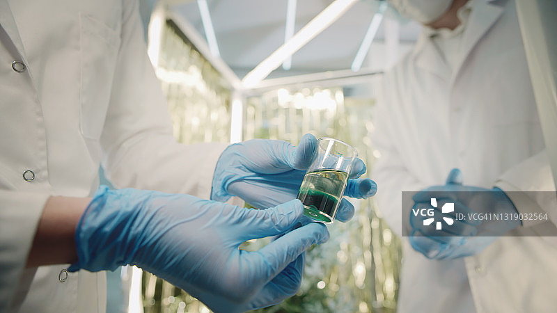 身穿洁净外套的科学家检查医用大麻并从植物中提取样本，手持装有CBD油的试管图片素材