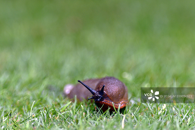 欧洲红蛞蝓图片素材