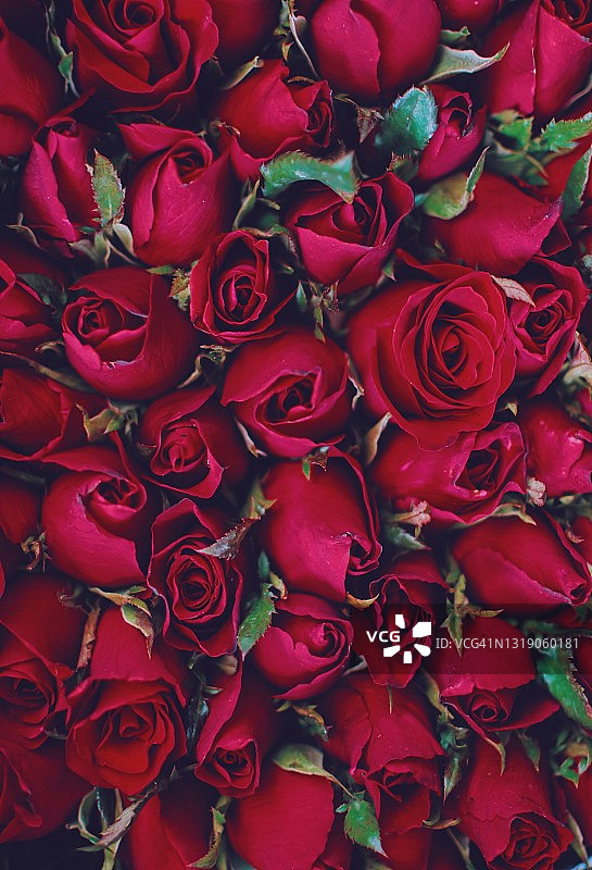 特写玫瑰花束图片素材