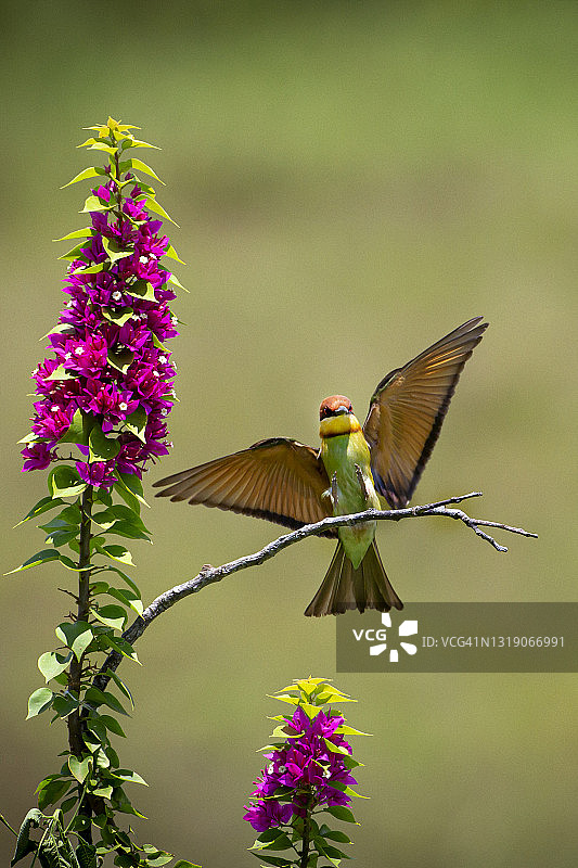 虚化背景上的四只彩色栗头蜂虎图片素材