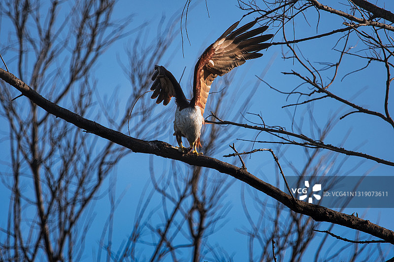 老鹰正在进食图片素材
