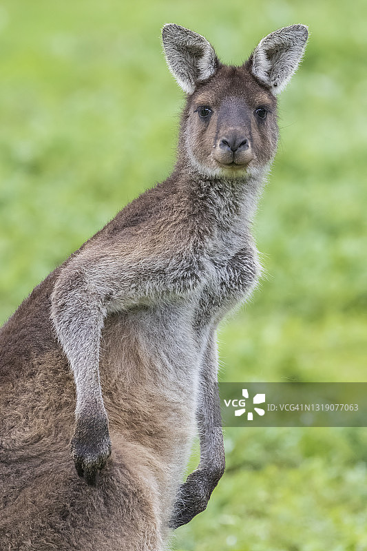 西灰袋鼠，西澳大利亚图片素材