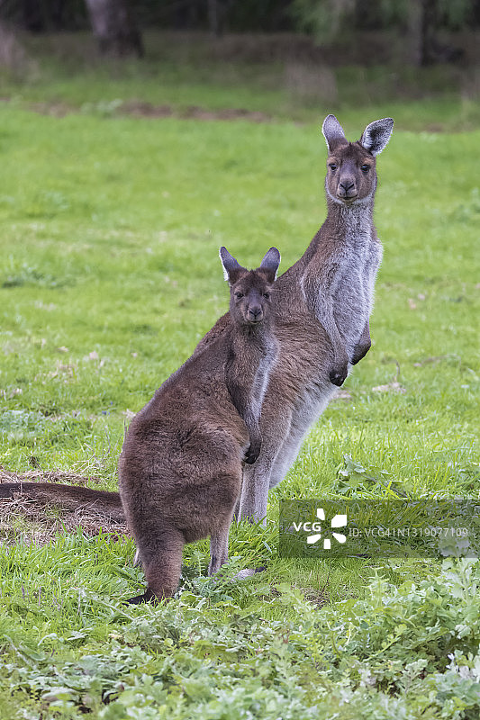 西灰袋鼠，西澳大利亚图片素材